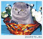 Шотландские вислоухие котята 