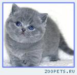 Британские Плюшевые котята