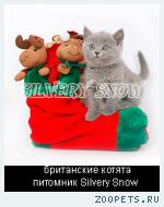 Голубой британский котенок - престижный новогодний подарок.