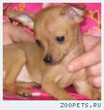 Мини девочки и мальчик русского той терьера