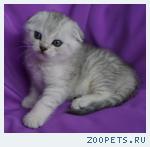 Шотландские вислоухие и прямоухие котята
