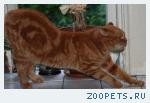 Отдается скоттиш страйт кошечка