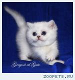 Британская шиншилла кошечка синеглазка