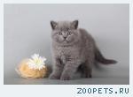 Британские клубные котята