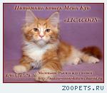 Мейн Кун - Чистокровные Котята!