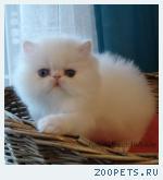 персидский котенок-девочка-разноглазая