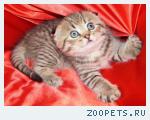 Шотландские вислоухие и прямоухие котята
