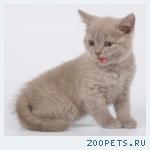 Британские котята лилового окраса