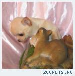Чихуахуа мальчик гладкошерстный