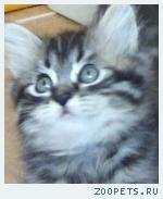 Продаю шотландских котят