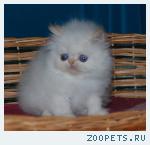Персидские котята-это " Облачко в ладонях "