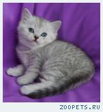 Шотландские вислоухие и прямоухие котята