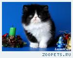 Персы и экзоты из питомника Lumicat.