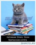 Голубой британский котенок - плюшевый медвежонок.