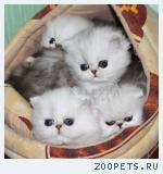 Персидские шиншиллы