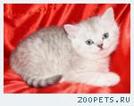 Шотландские прямоухие котята