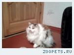 Потерялась кошка