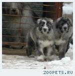 щенок южнорусской овчарки