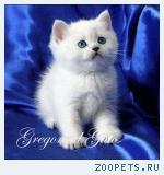 Британские котята серебристая шиншилла шоу класса