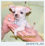 Чихуахуа щенки