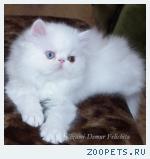персидский котенок-девочка-разноглазая