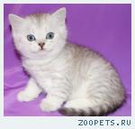 Шотландские прямоухие котята