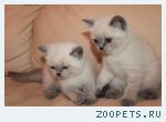 Британские котята редкого окраса