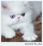 персидский котенок-девочка-разноглазая