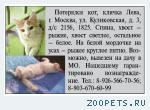пропал кот , кличка Лева