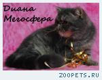 Экзотическая кошечка