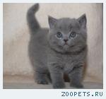 Элитный Британский мальчик