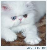 персидский котенок-девочка-разноглазая