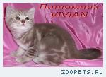 Британские котята мраморного окраса из питомника VIVIAN.