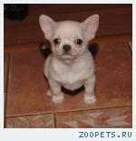 Высокопородный щенок Чихуахуа