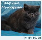 Экзотические котята