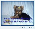 Продаются щенки йоркширского терьера.