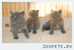 Британские котята серебристые шиншиллы, голубые, вискас, лиловые