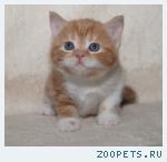 Красный мрамор скоттиш-фолд и страйт котята