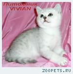Британские котята серебристая шиншилла из питомника VIVIAN.