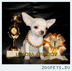 Чихуахуа щенки