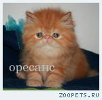 Персы и экзоты для Вас