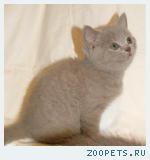 Британские КОШЕЧКА и КОТИК лилового окраса