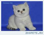 Шотландский котенок Шиншилла Шоу класс