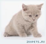 Британские котята лилового окраса