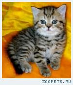 Шотландские прямоухие котята