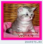 Британские котята вискас из питомника VIVIAN.