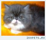 Персидские и экзотические КОТИКИ  