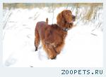 Ирландского сеттера щенки
