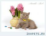 Британский лиловый котенок.