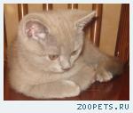 Британский КОТИК лилового окраса